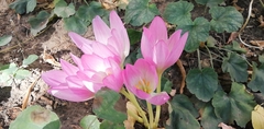 Colchicum speciosum
