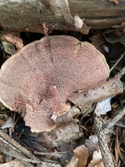 Hapalopilus rutilans