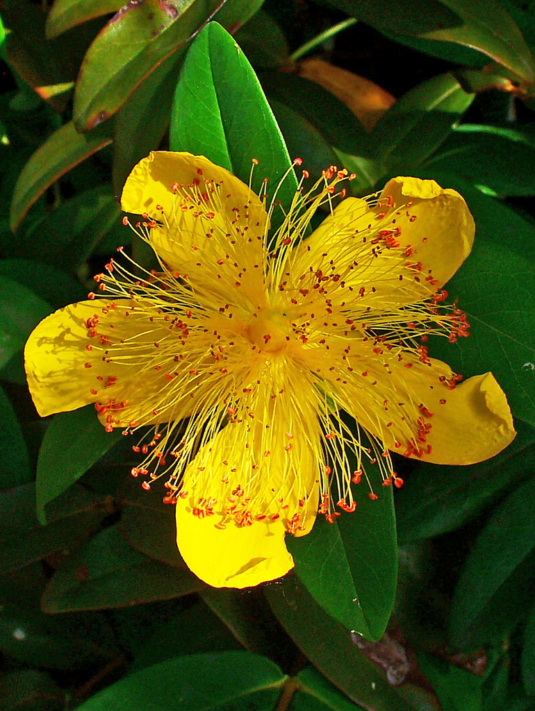 Hypericum calycinum