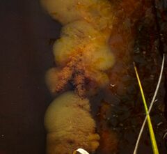Bacteria