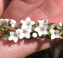 Epacris