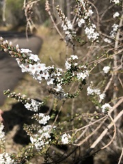 Epacris