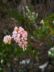 Erica quadrangularis
