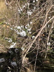 Epacris