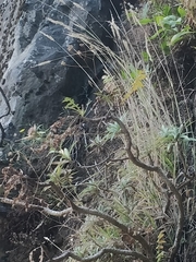 Sonchus pinnatus