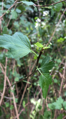 Ribes alpinum