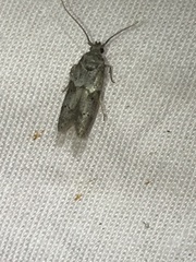 Blastobasis glandulella