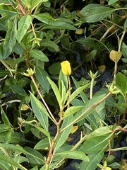 Ludwigia peploides