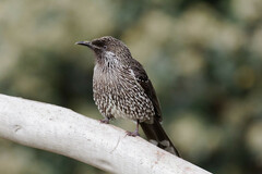 Anthochaera chrysoptera