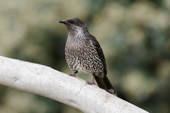 Anthochaera chrysoptera