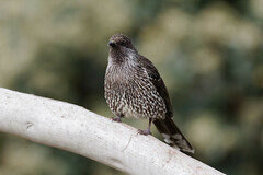 Anthochaera chrysoptera