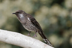 Anthochaera chrysoptera