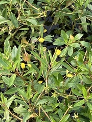 Ludwigia peploides