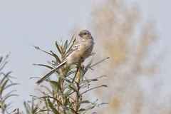 Carpodacus sibiricus
