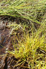 Eriocaulon chinorossicum