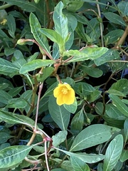 Ludwigia peploides