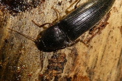 Melanotus