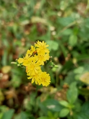 Youngia japonica