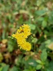 Youngia japonica
