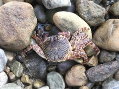Grapsus