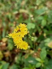 Youngia japonica