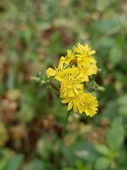 Youngia japonica
