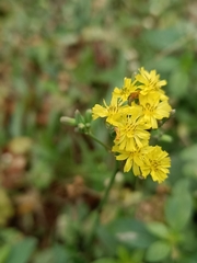 Youngia japonica