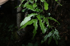 Atalaya multiflora