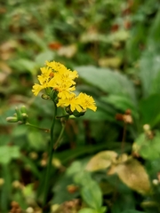 Youngia japonica
