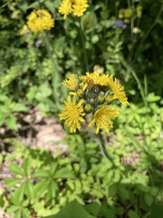 Pilosella caespitosa
