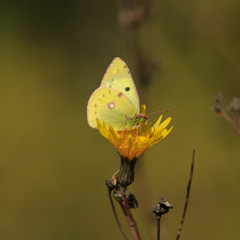 Colias hyale