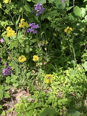 Pilosella caespitosa