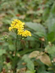 Youngia japonica