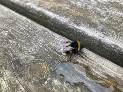 Bombus lucorum