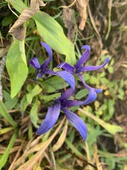 Gentianopsis barbellata