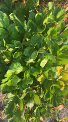 Ligusticum scothicum