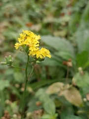 Youngia japonica