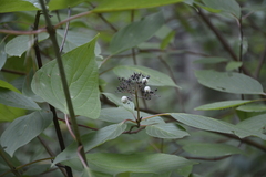 Cornus alba