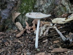 Coprinus