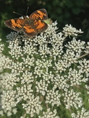 Phyciodes cocyta