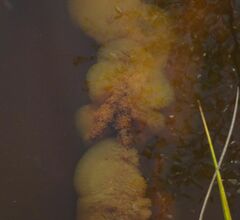 Bacteria