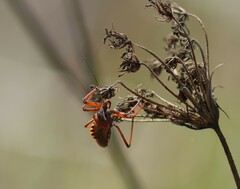 Rhynocoris erythropus