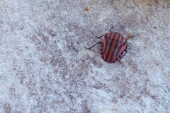 Graphosoma italicum