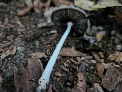 Coprinus