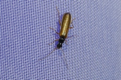 Rhagonycha lignosa