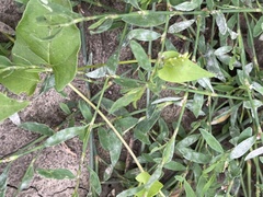 Fallopia convolvulus