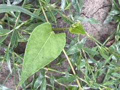 Fallopia convolvulus