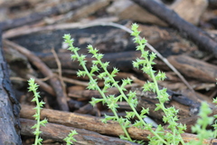Salsola