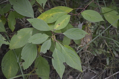 Cornus alba
