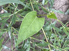 Fallopia convolvulus
